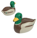 Mallard Duck 